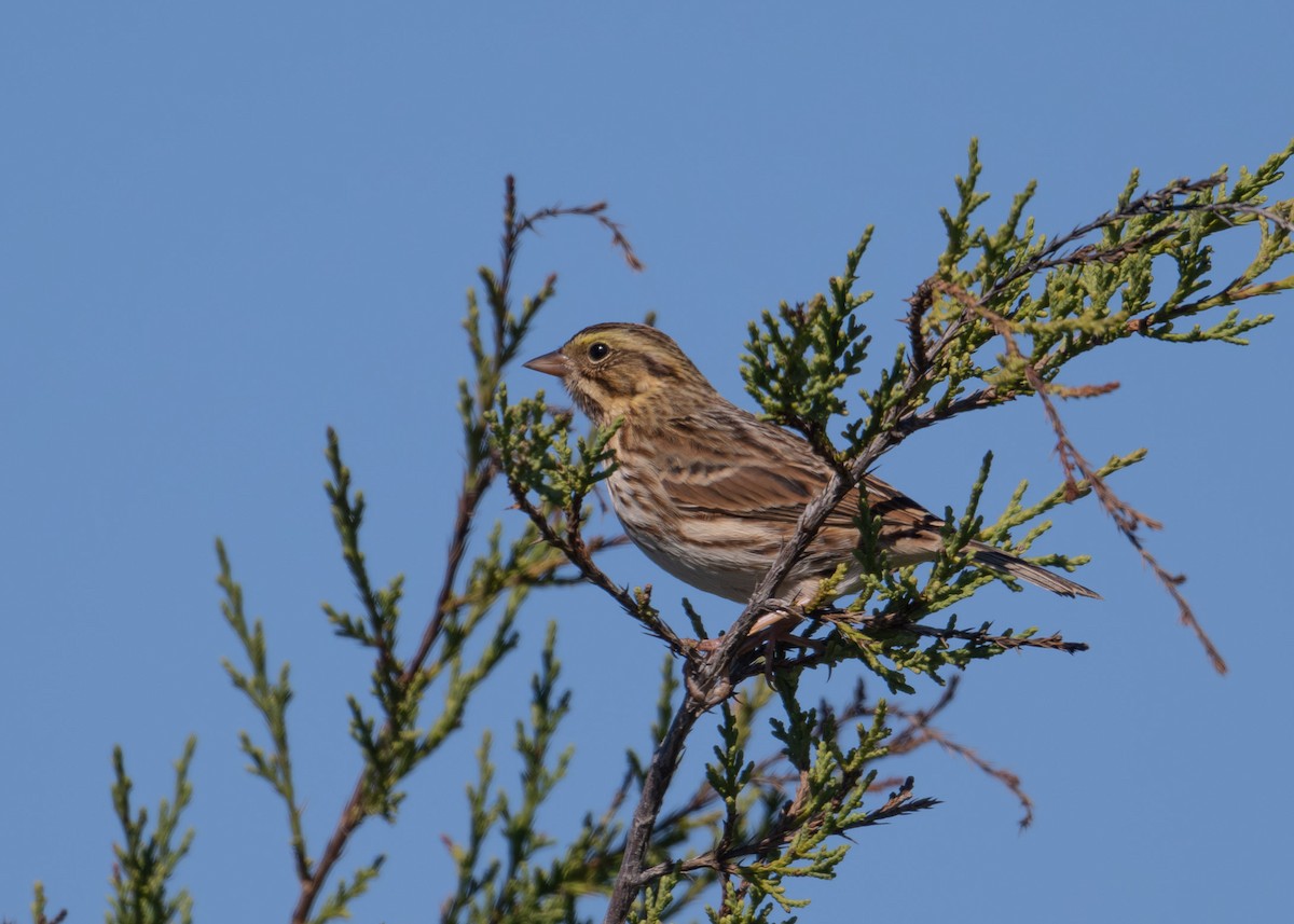 Savannah Sparrow - ML644408408