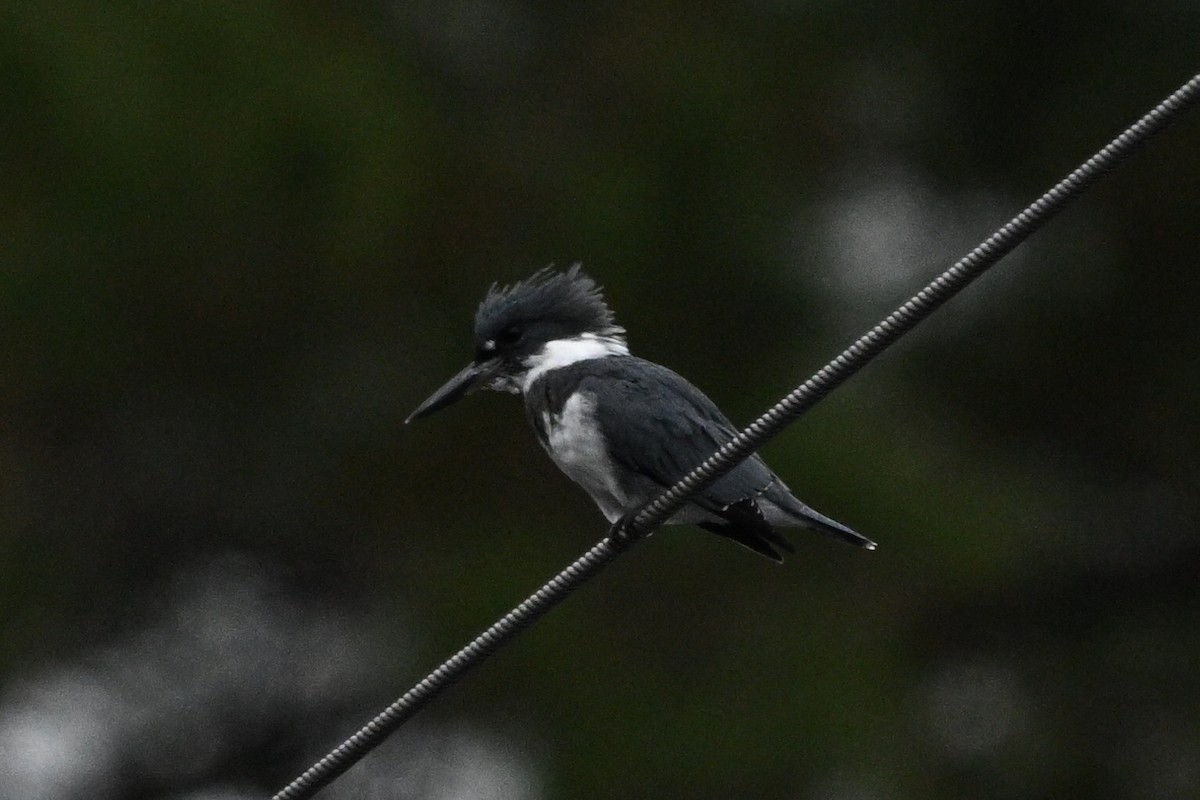 Martin handi iparramerikarra - ML644408409