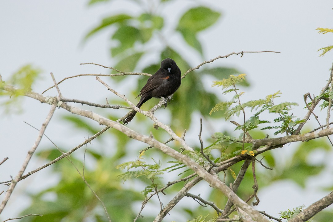 Variable Oriole - ML644408414
