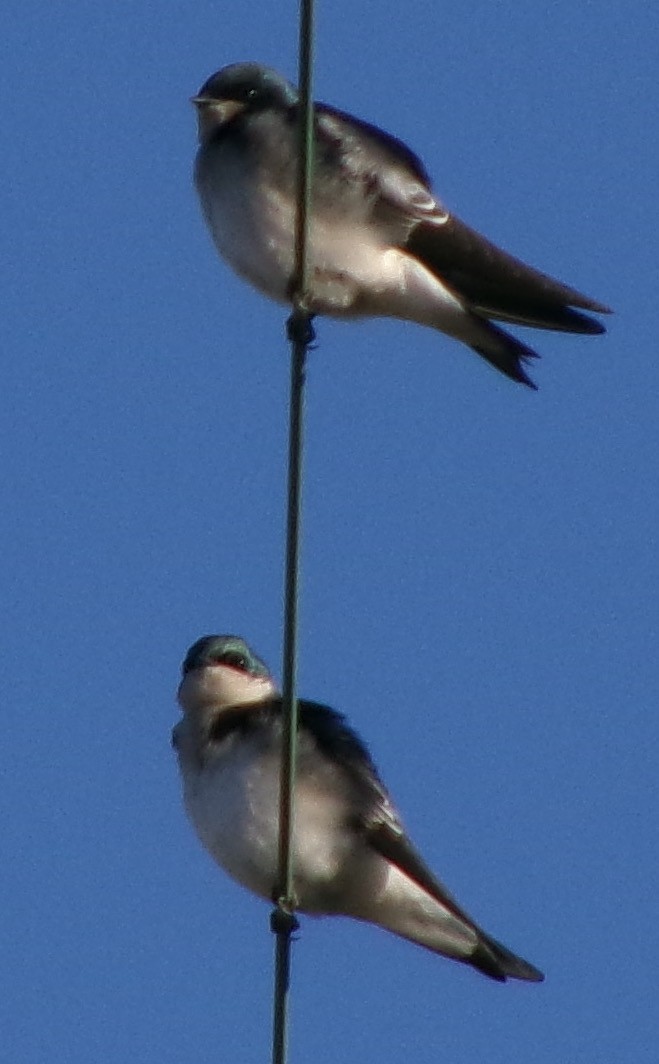 Tree Swallow - ML644408415