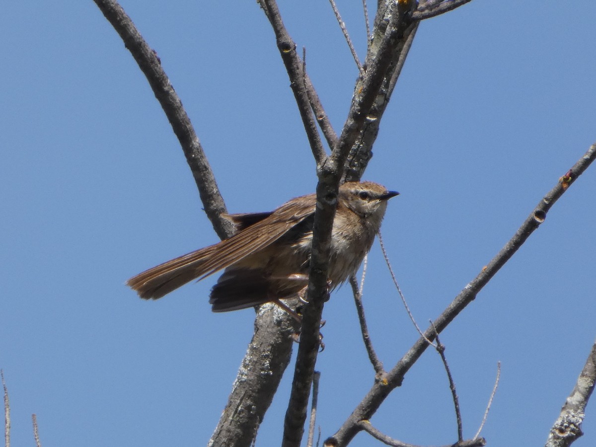 Rufous Songlark - ML644408423