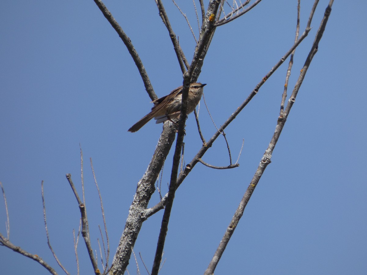 Rufous Songlark - ML644408424
