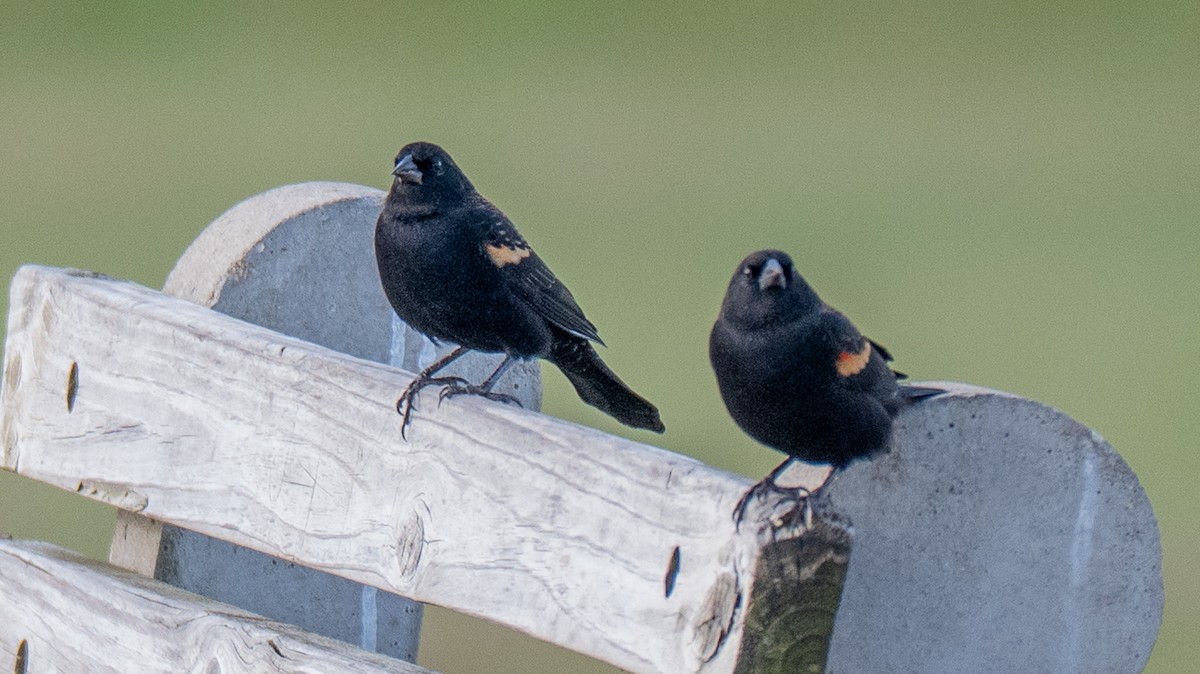 Al Kanatlı Karatavuk - ML644408425