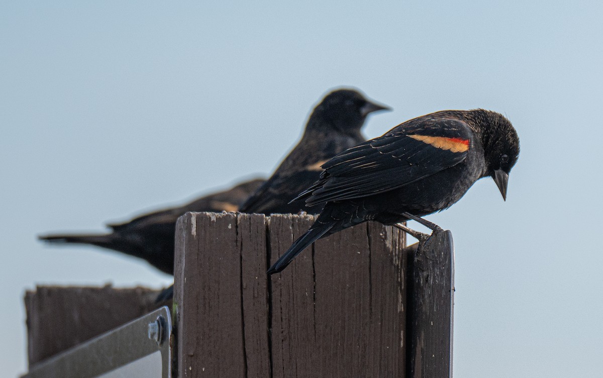 Al Kanatlı Karatavuk - ML644408426