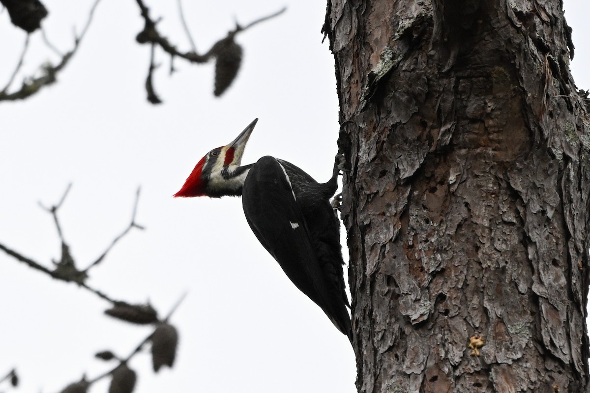 Pileated Woodpecker - ML644408427