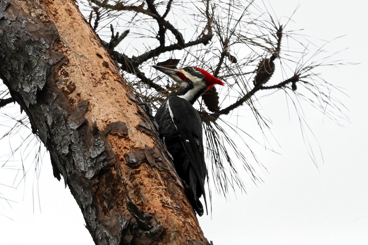 Pileated Woodpecker - ML644408428