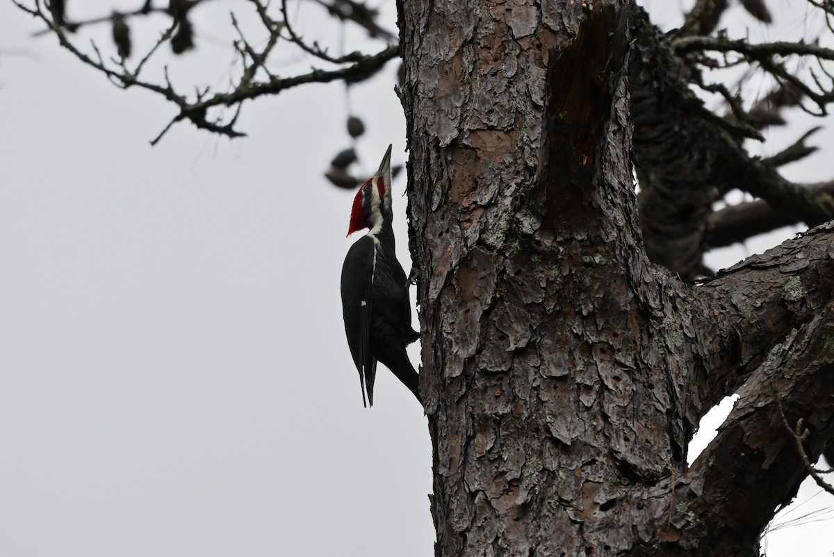 Pileated Woodpecker - ML644408429