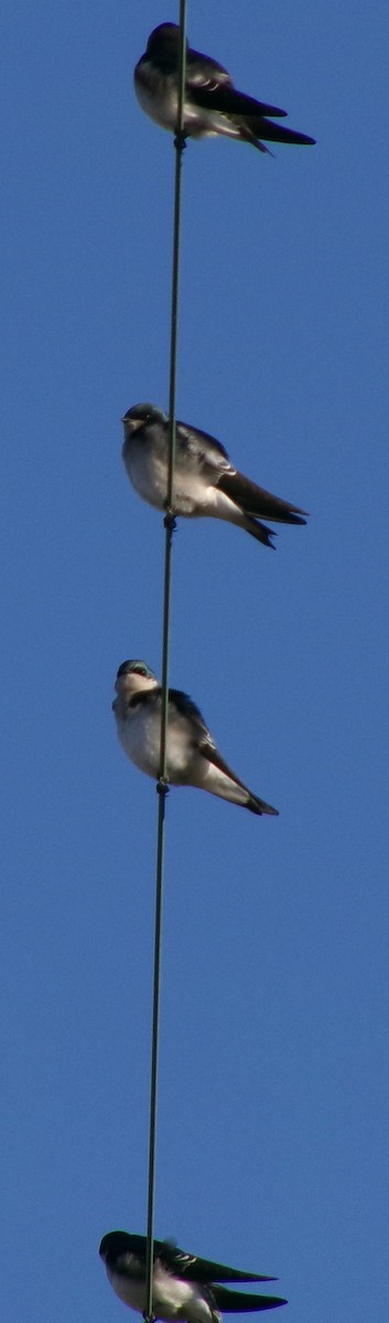 Tree Swallow - ML644408433