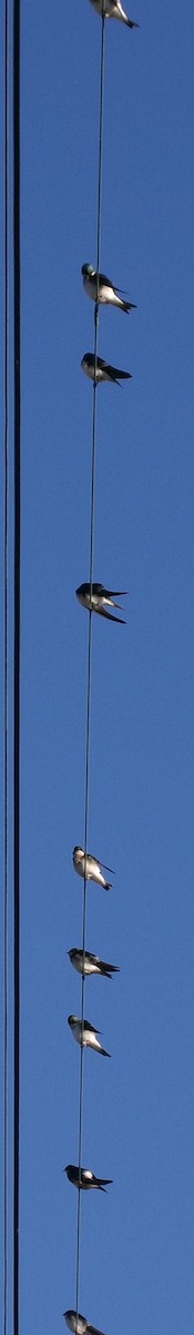 Tree Swallow - ML644408437