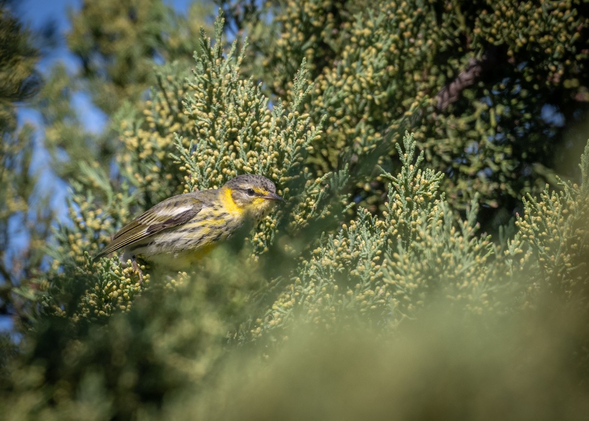 Cape May Warbler - ML644408440
