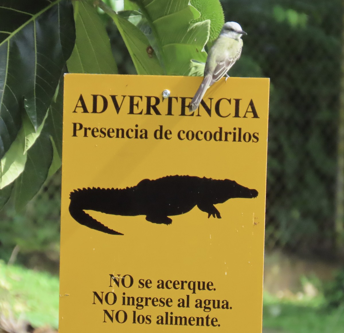 tropekongetyrann - ML644408454