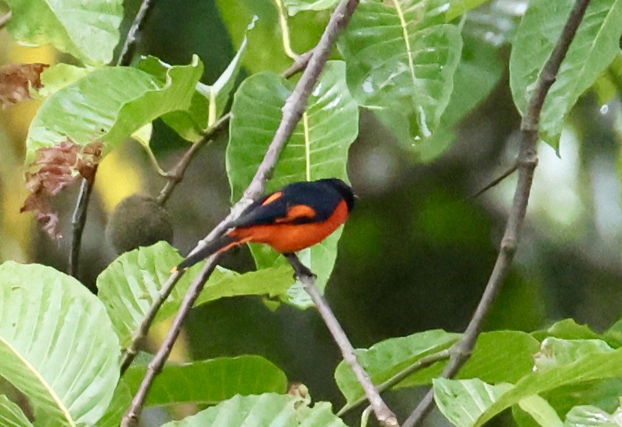 ildmønjefugl - ML644408456