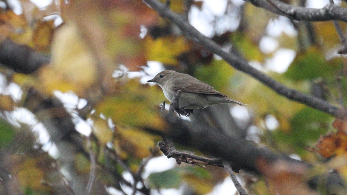 Garden Warbler - ML644408457