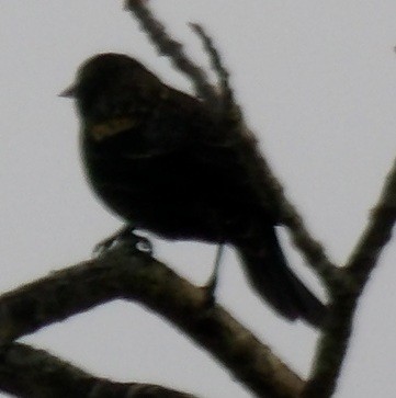 Al Kanatlı Karatavuk - ML644408458