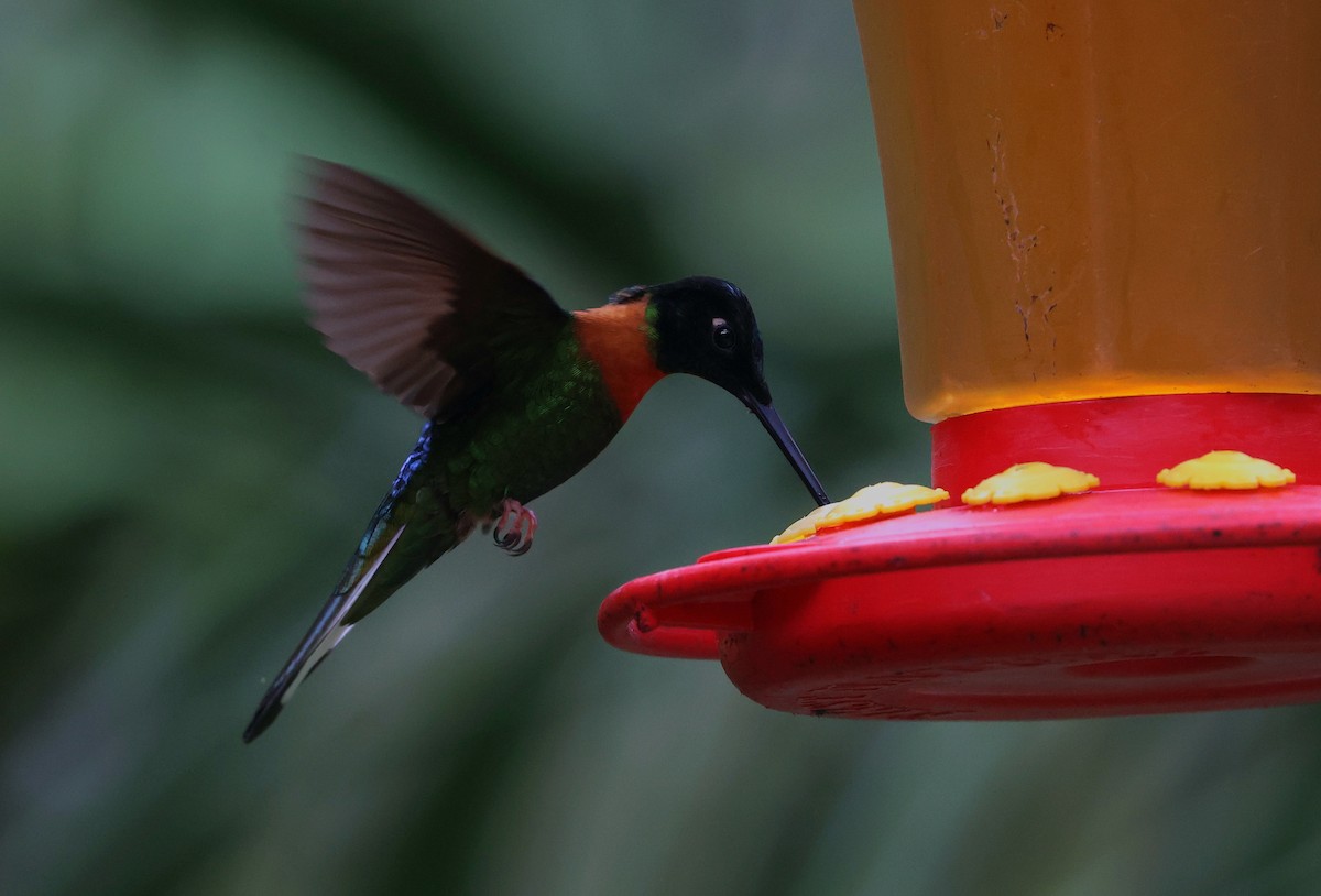 Inca de Gould - ML644408459