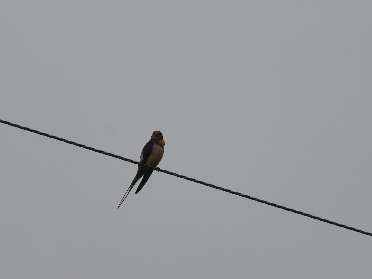 vlaštovka obecná - ML644408460