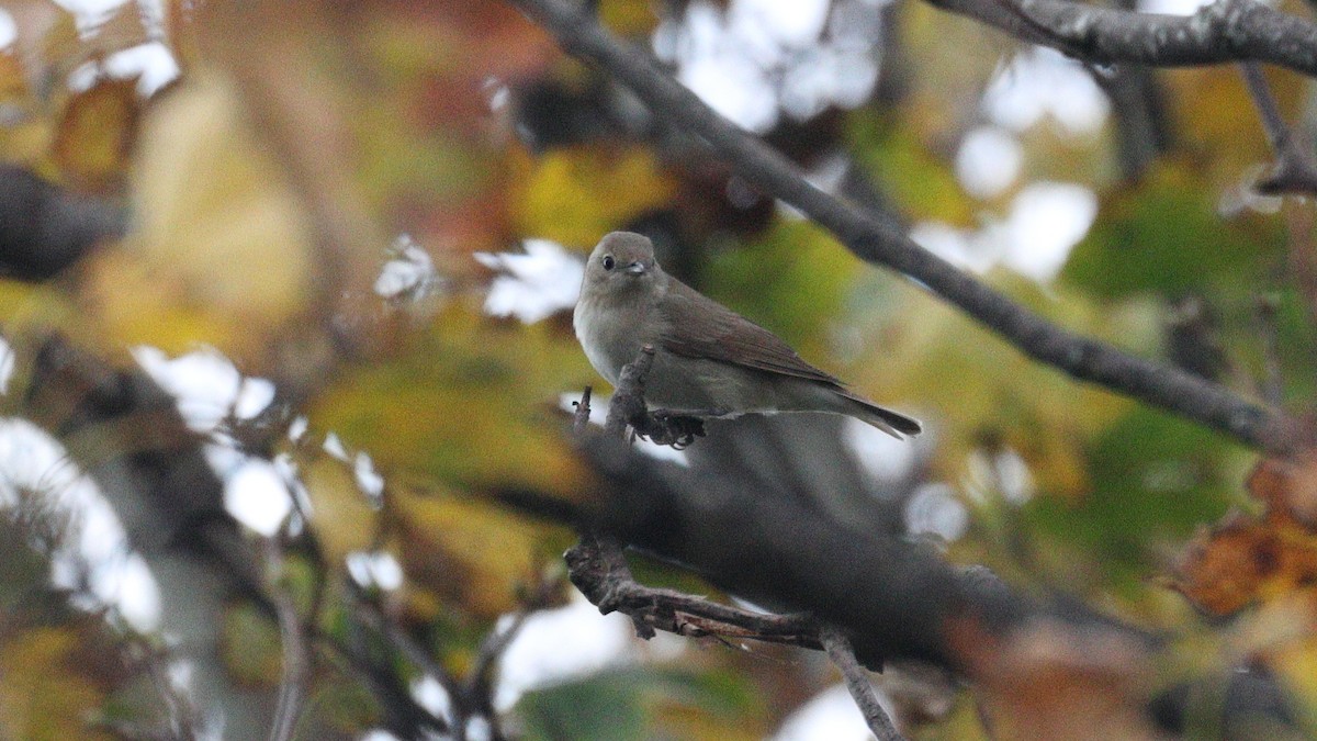 Garden Warbler - ML644408461