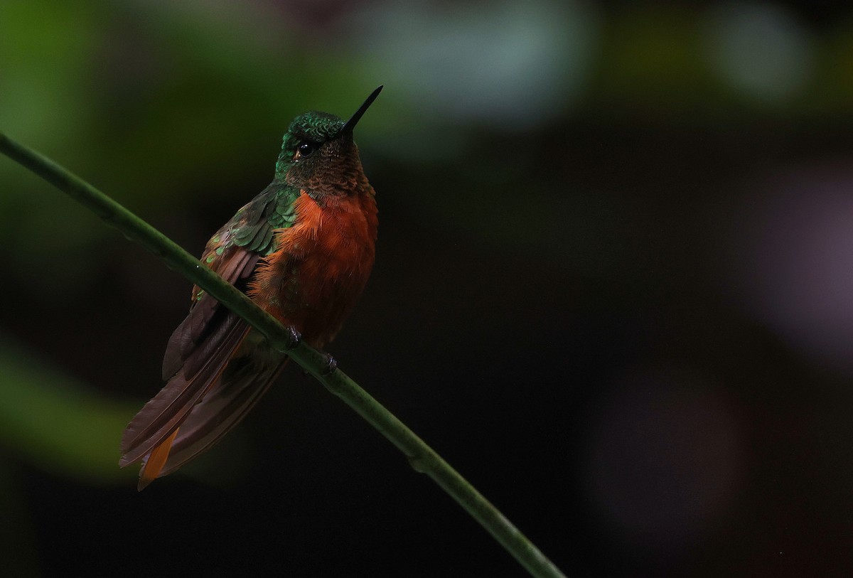 Chestnut-breasted Coronet - ML644408462