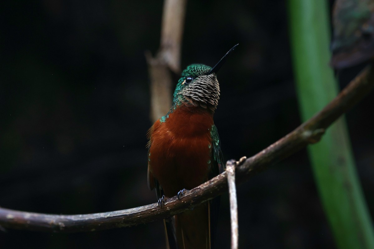 Chestnut-breasted Coronet - ML644408463