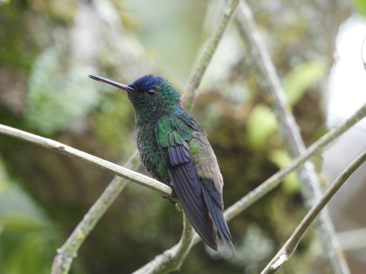 Amazilia Capiazul - ML644408469