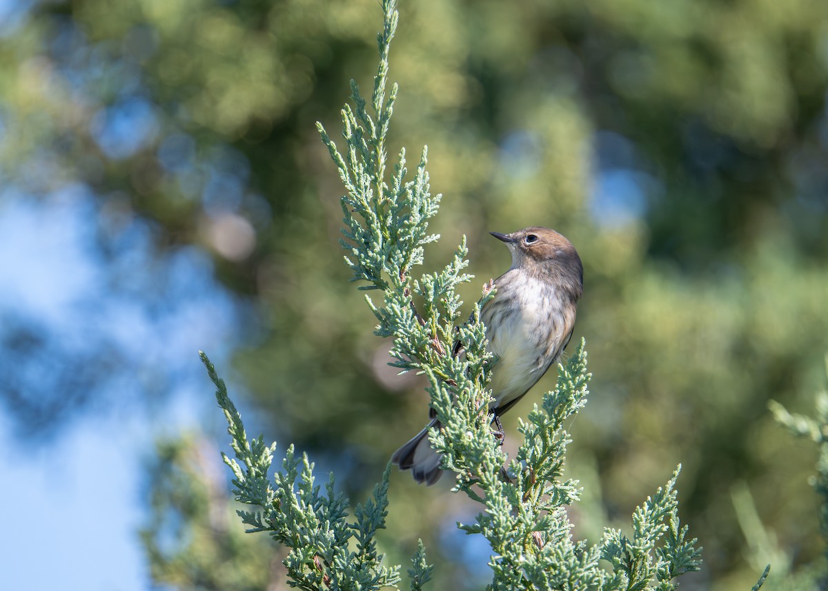Yellow-rumped Warbler - ML644408470