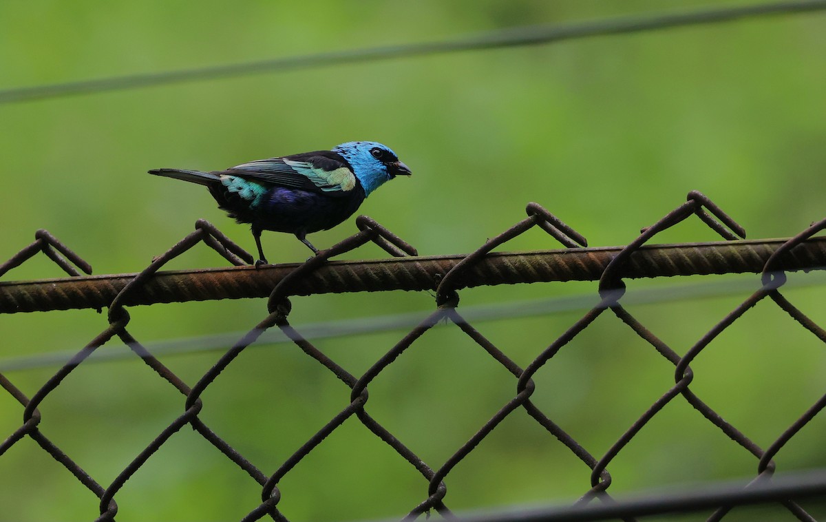 Blue-necked Tanager - ML644408471