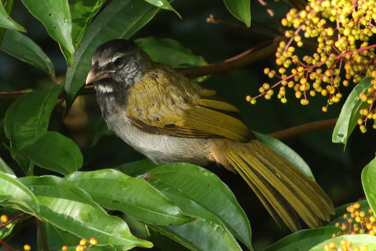 Buff-throated Saltator - ML644408485