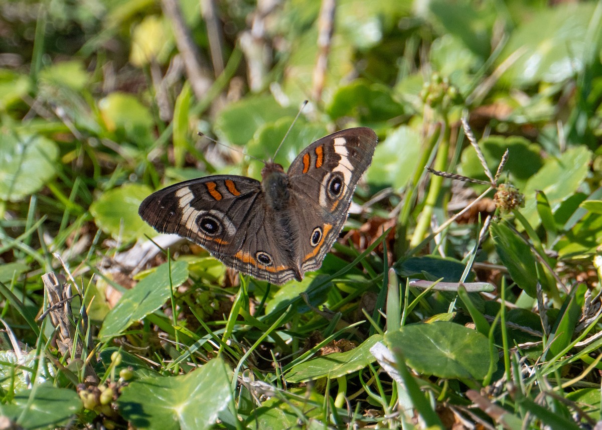 Common Buckeye - ML644408486
