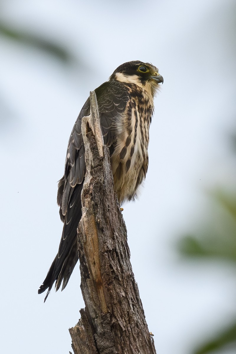 Eurasian Hobby - ML644408489