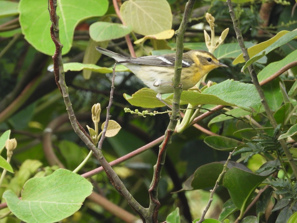 סבכון כתום-גרון - ML644408490