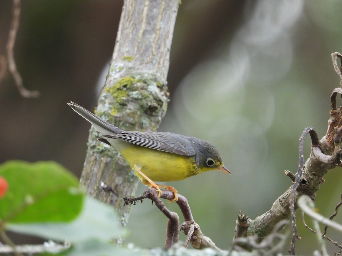 Канадская вильсония - ML644408495