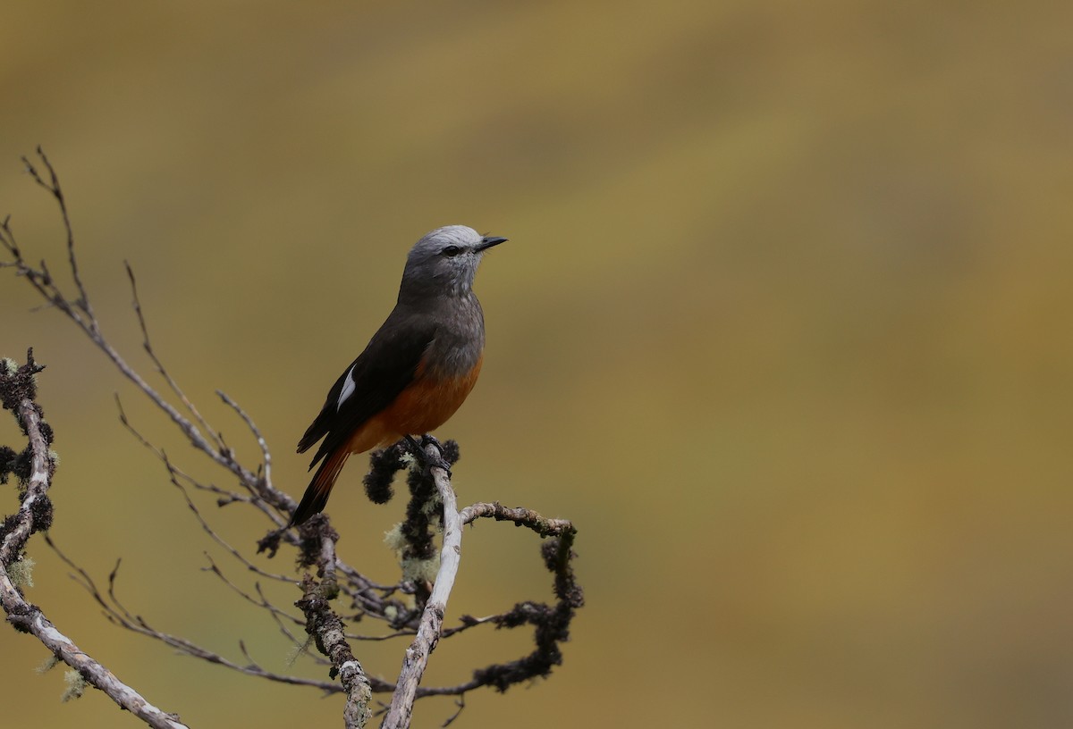 rødgumptyrann - ML644408547