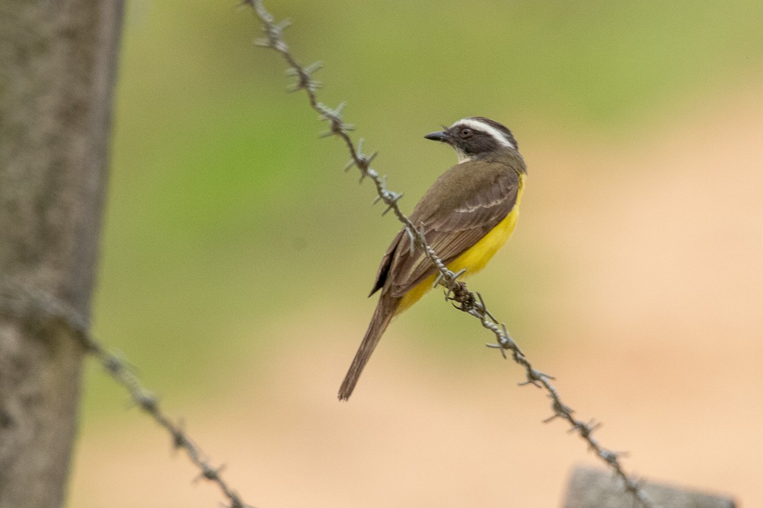 アカボウシヒタキモドキ - ML644408549