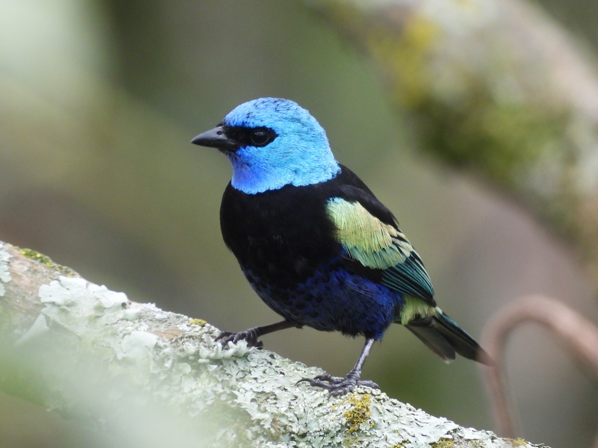 Blue-necked Tanager - ML644408556