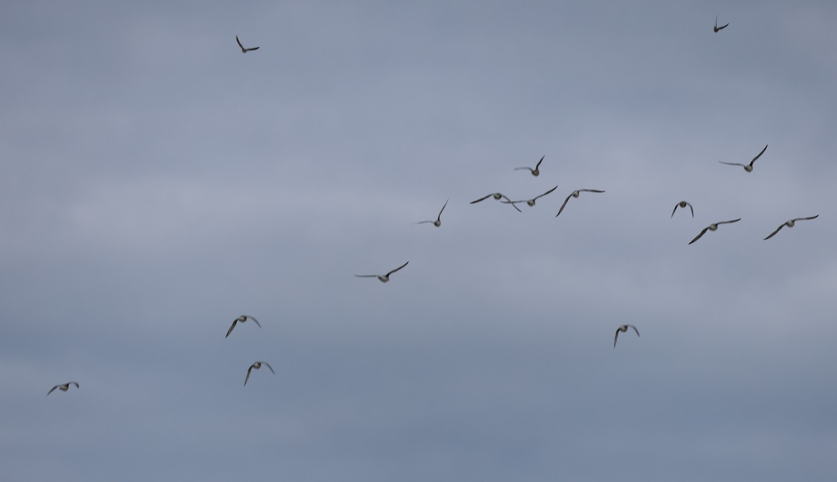 Pivieressa - ML644408558