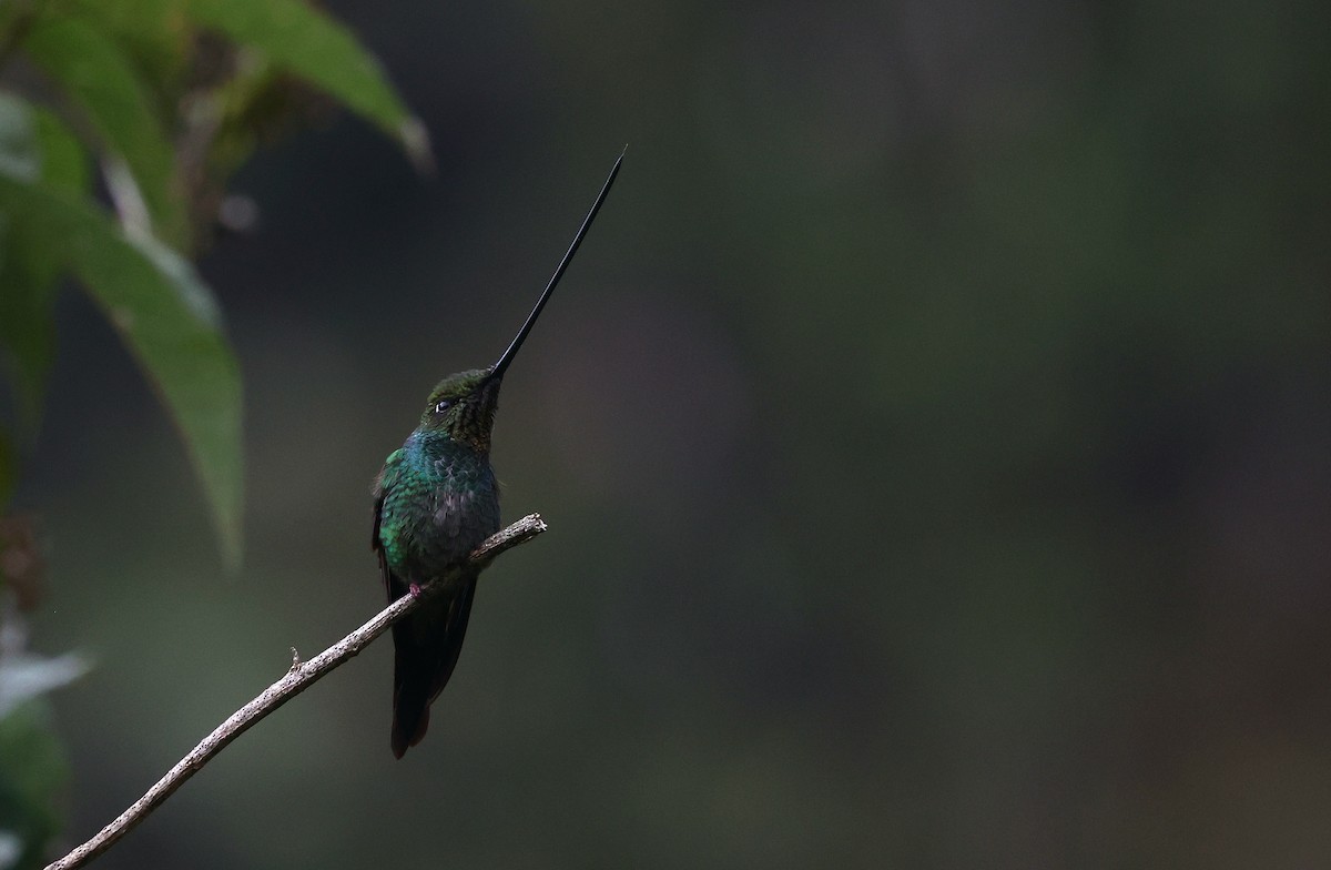 Мечеклюв - ML644408571