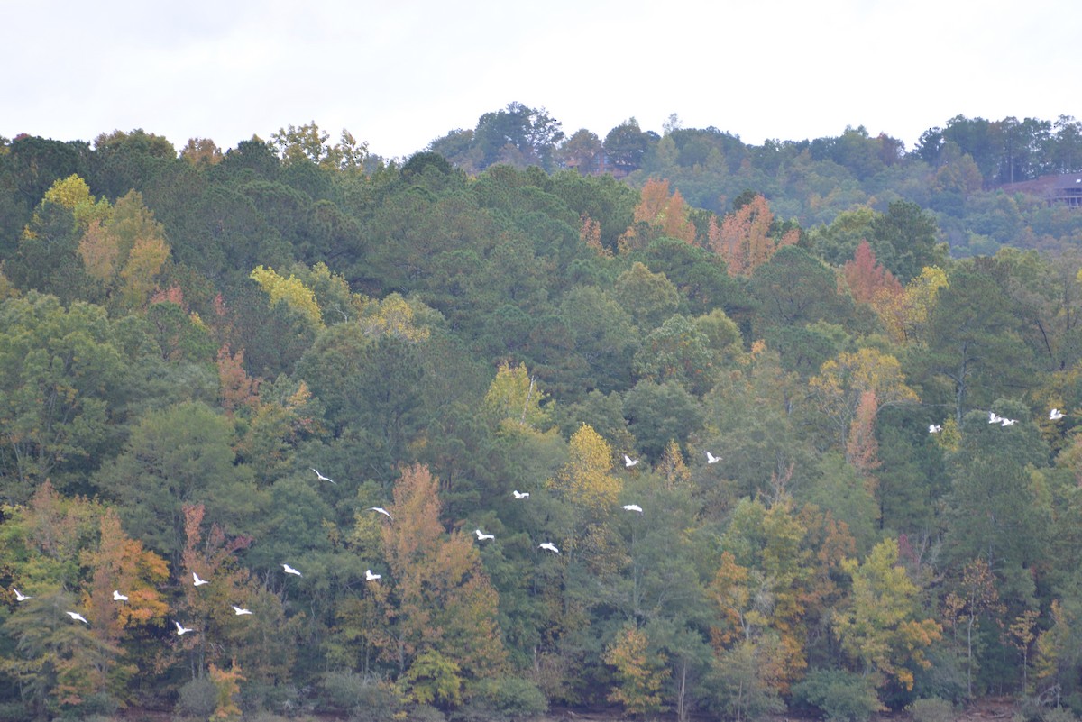 American White Pelican - ML644408573