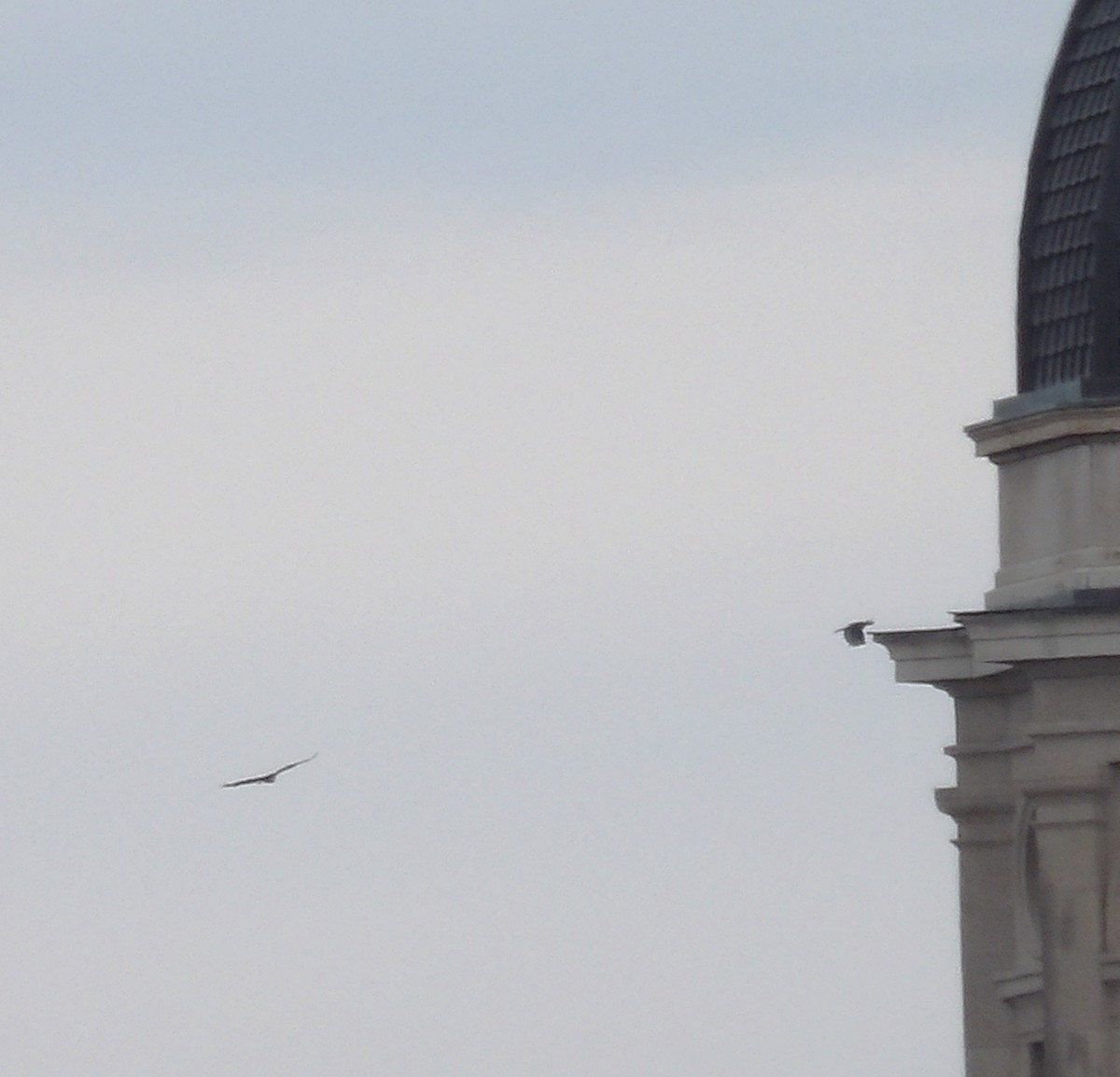Turkey Vulture - ML644408577