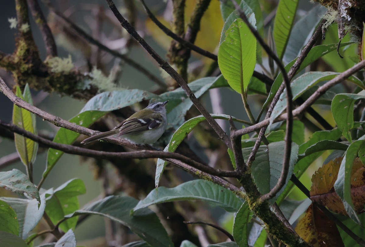 White-banded Tyrannulet - ML644408590
