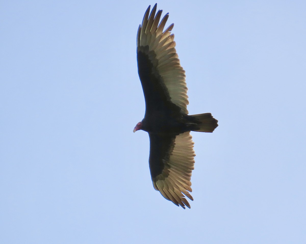 Turkey Vulture - ML644408592