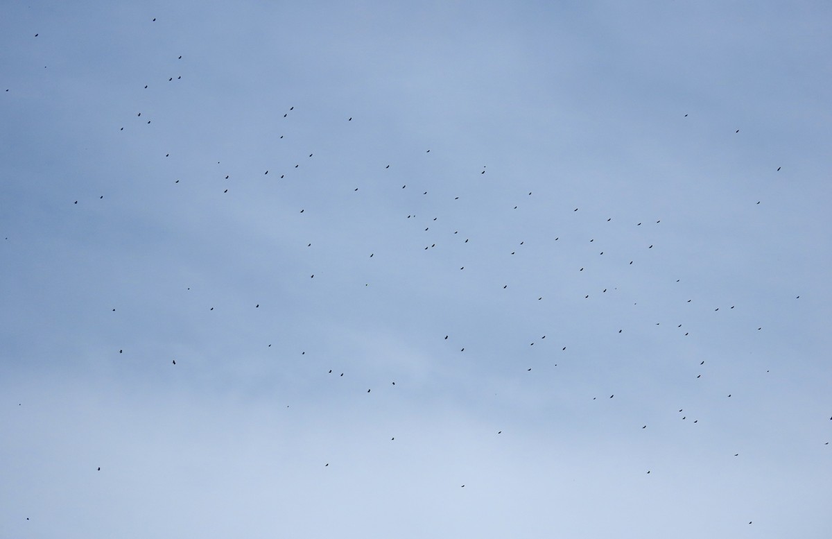 Turkey Vulture - ML644408593