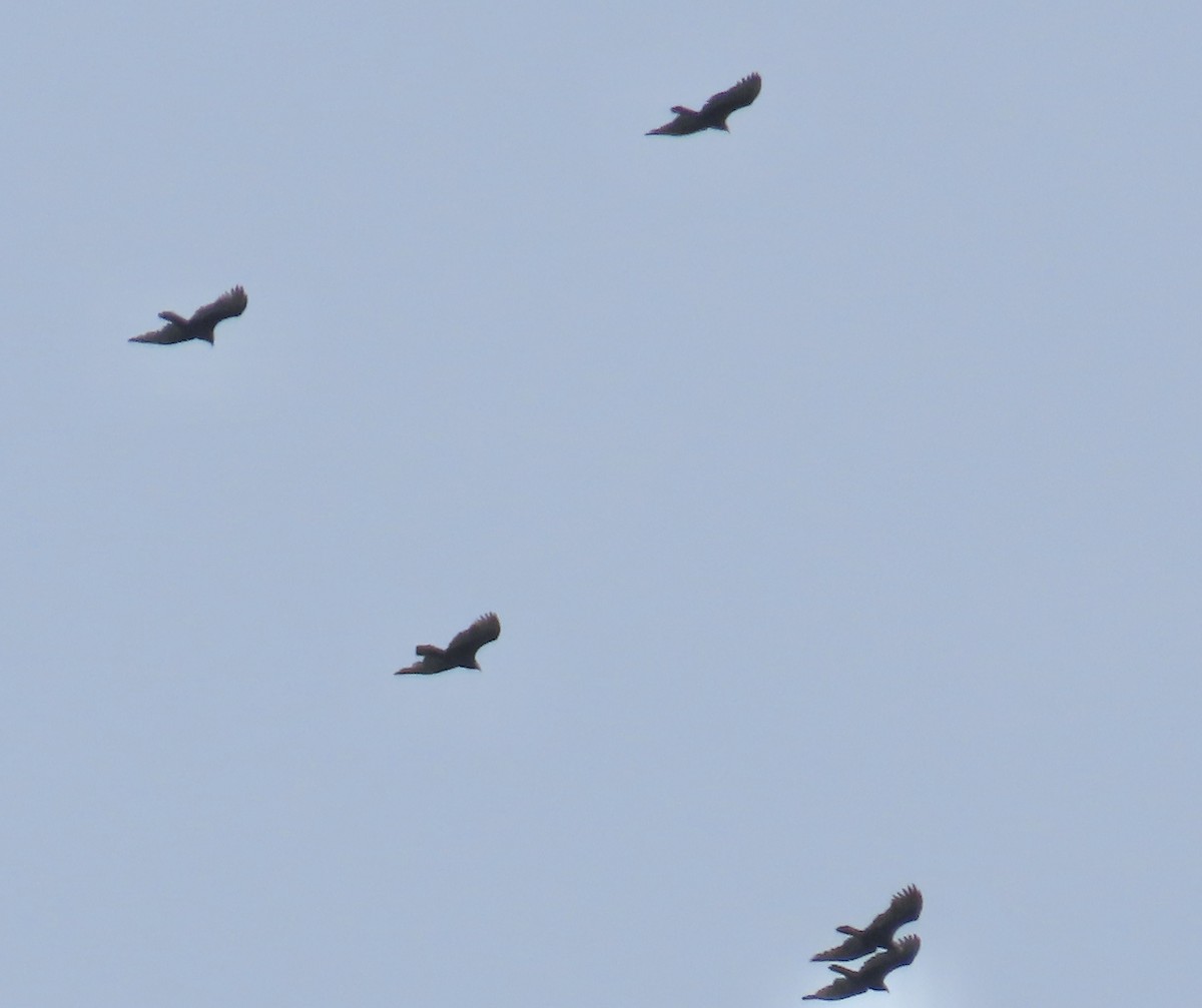 Turkey Vulture - ML644408594