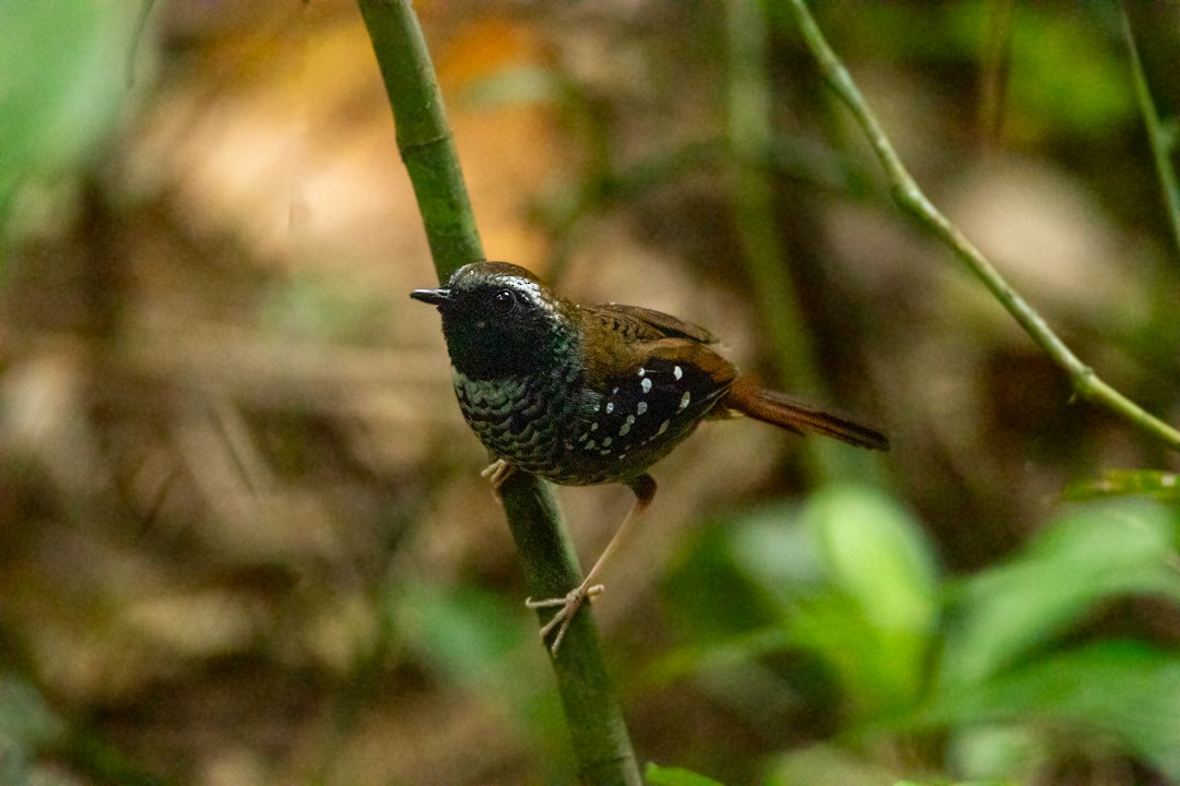 Покривник бразильський - ML644408596