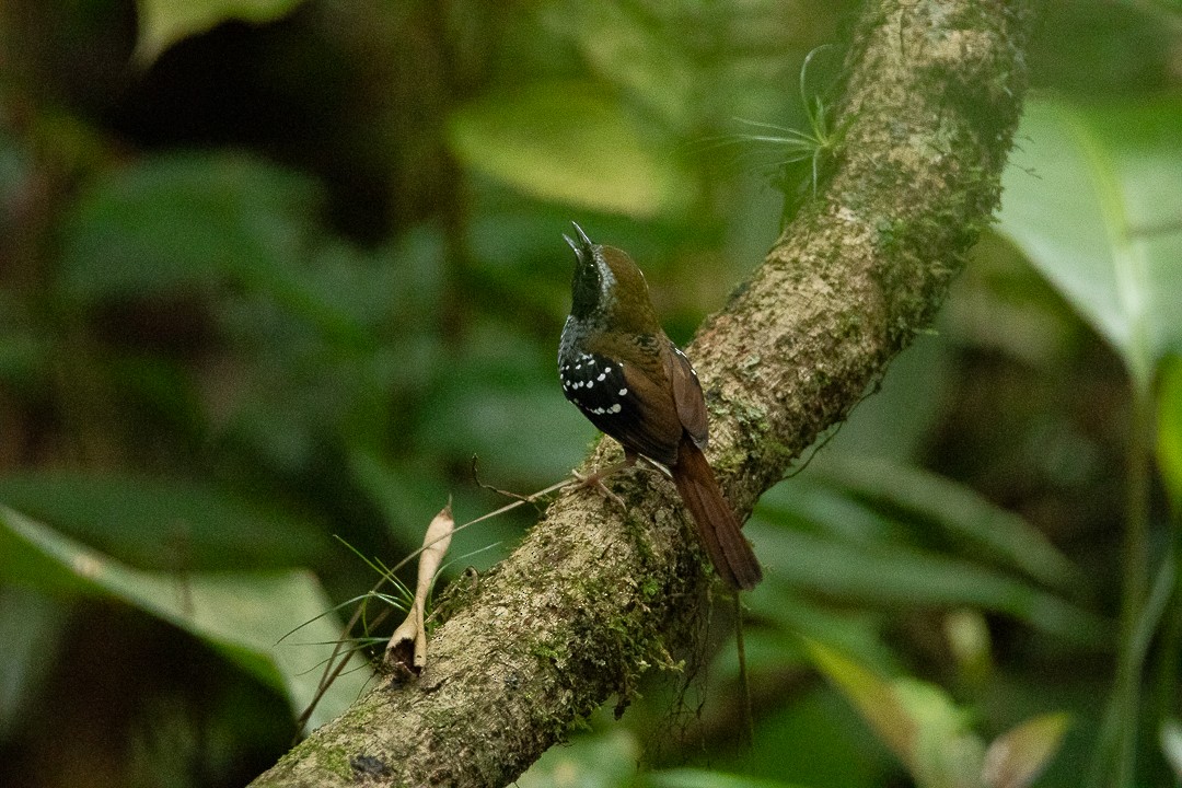 Покривник бразильський - ML644408597