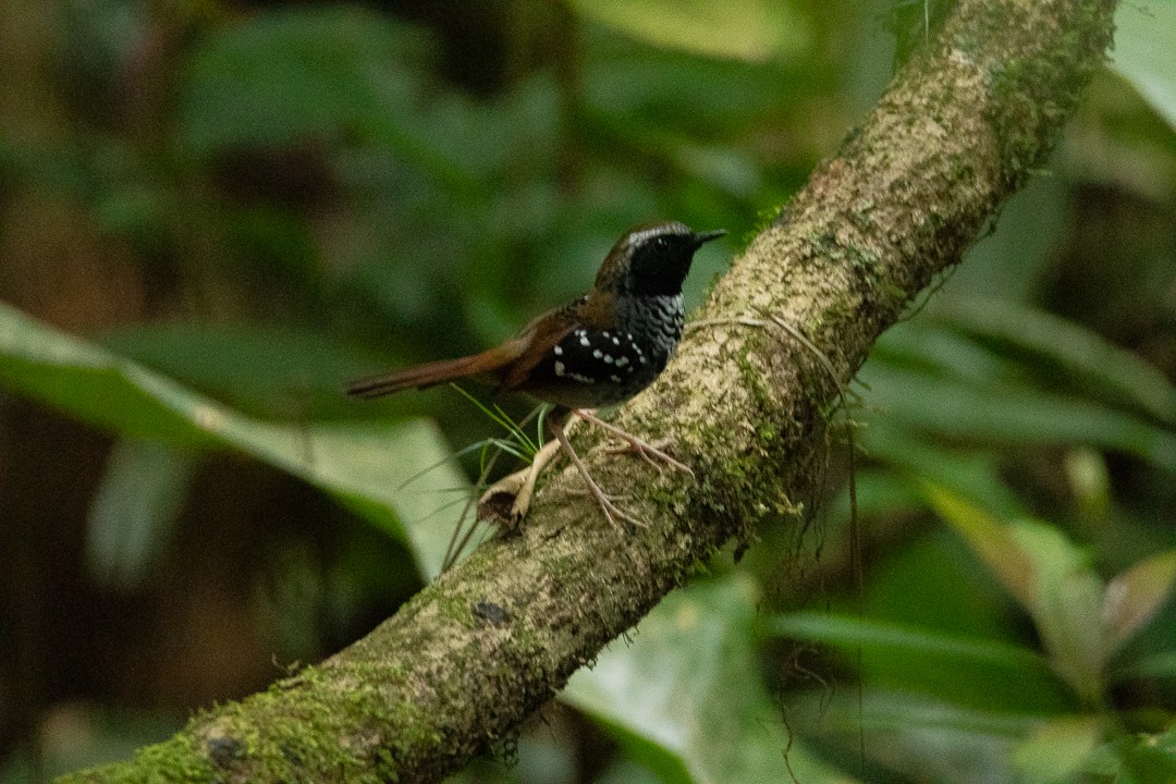 Покривник бразильський - ML644408598