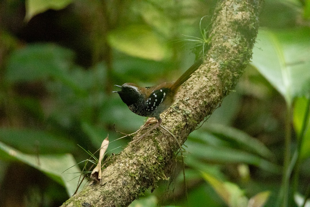 Покривник бразильський - ML644408599