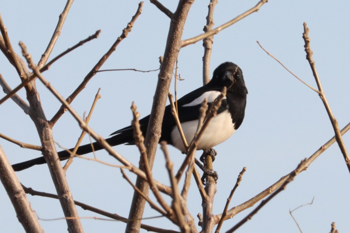 Oriental Magpie - ML644408604