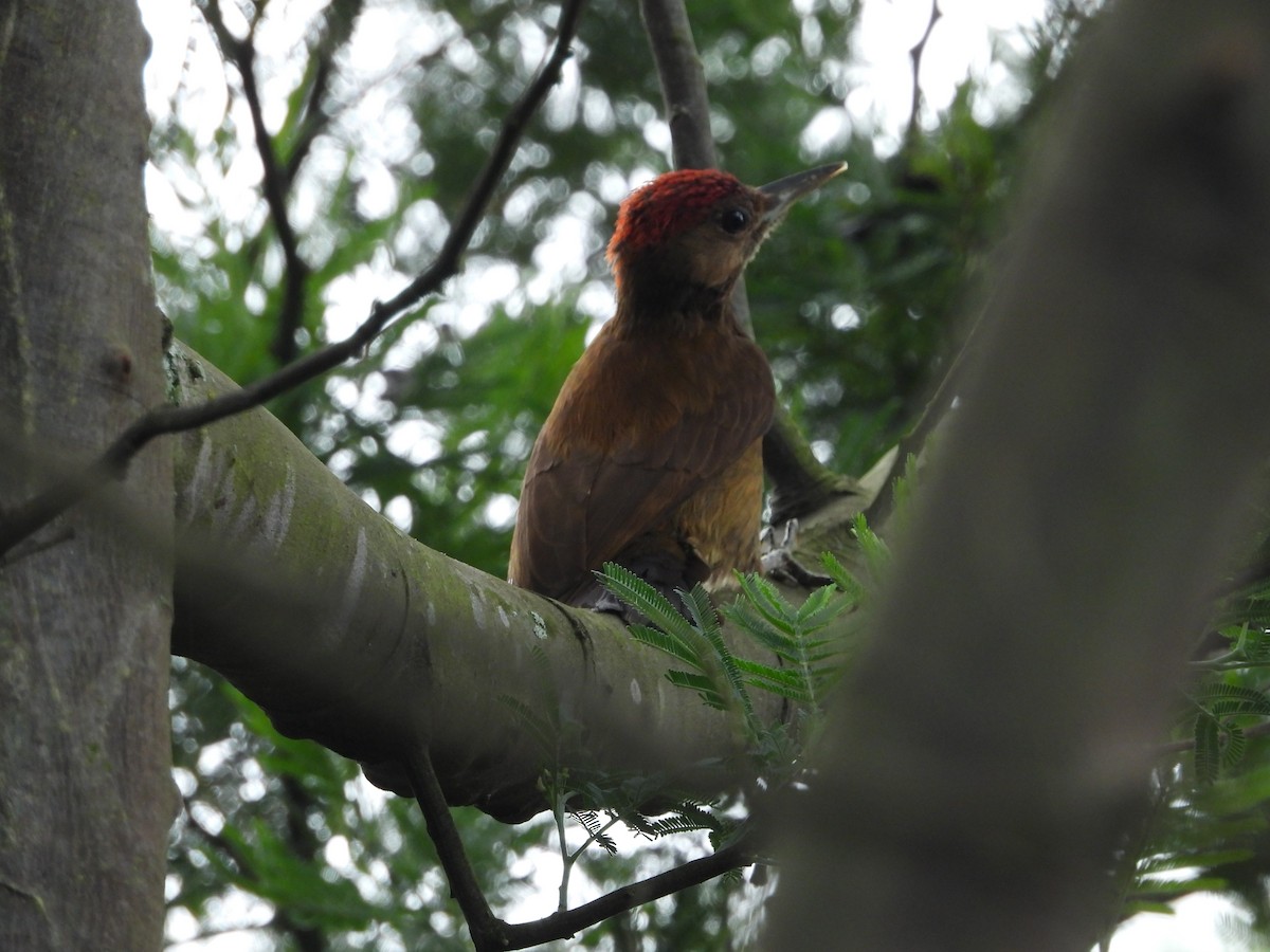 ハゲラ - ML644408605