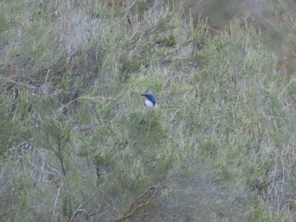 California Scrub-Jay - ML644408607