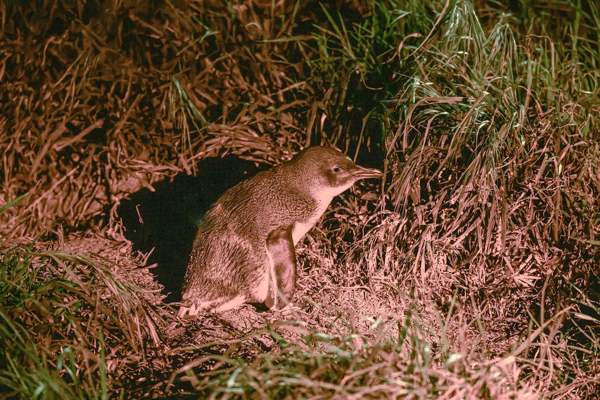 Little Penguin - ML644408608